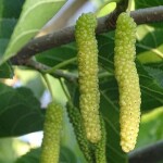 Mulberry white/Green