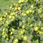 Jujube / Seeder