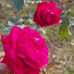 Red Fragrant Rose