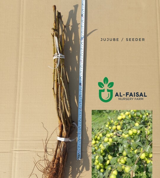 Jujube / Seeder