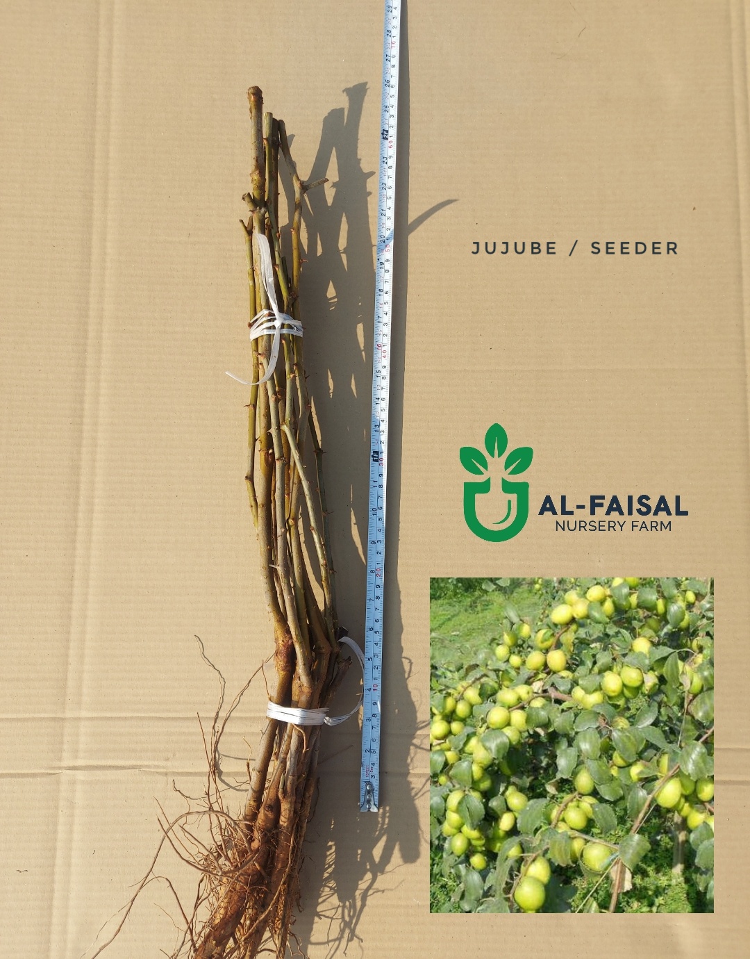 Jujube / Seeder