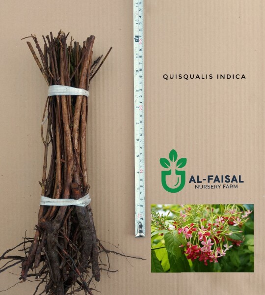 Quisqualis indica