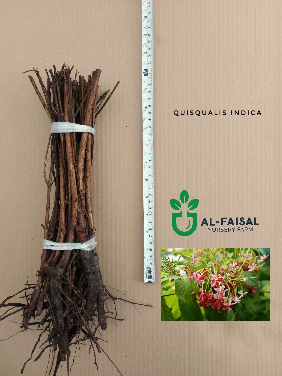 Quisqualis indica