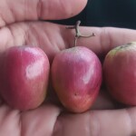 Jujube (seedless)