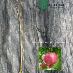 Pomegranate Red (Qandhari)