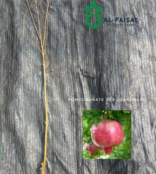 Pomegranate Red (Qandhari)