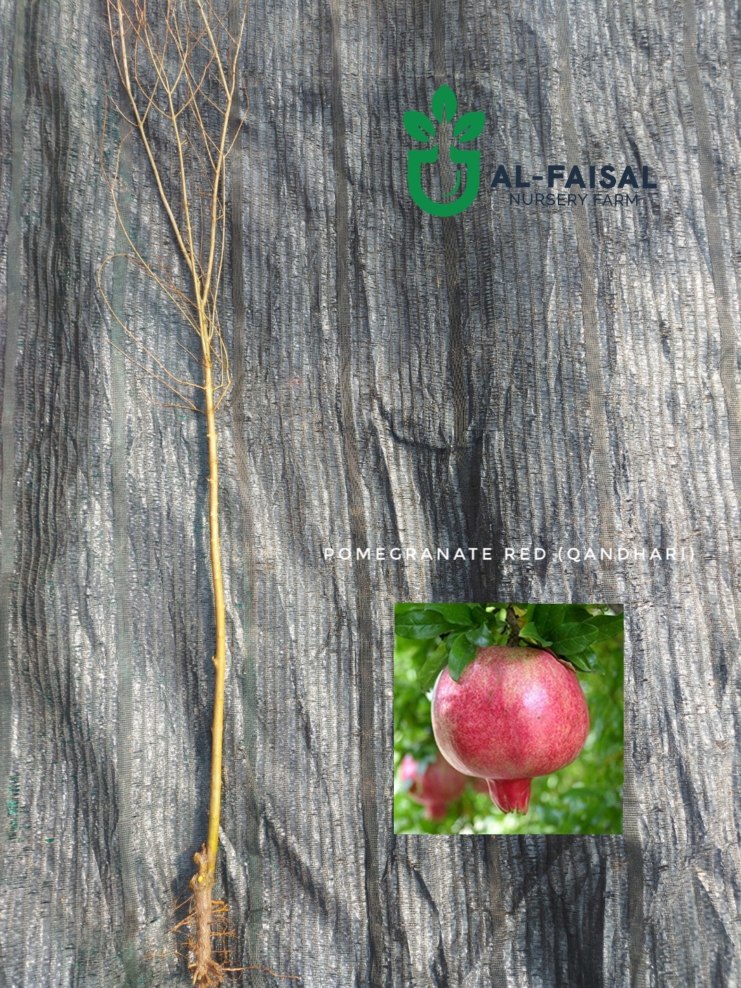 Pomegranate Red (Qandhari)