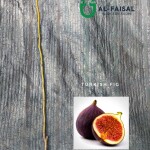 Turkish Fig