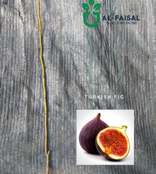 Turkish Fig