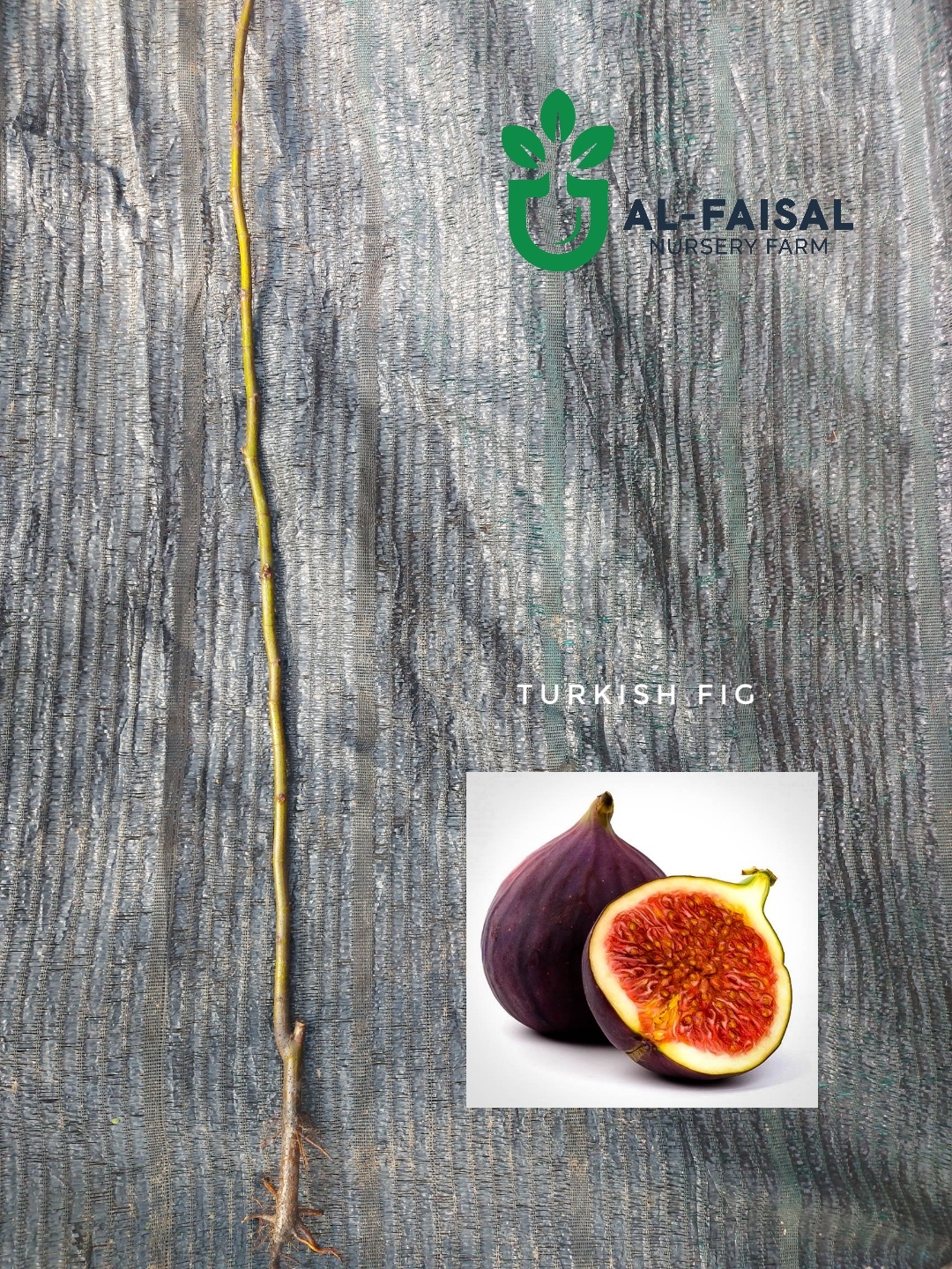 Turkish Fig