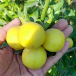 Chinese Lemon