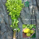 Chinese Lemon