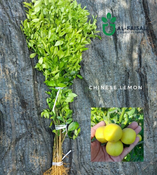 Chinese Lemon