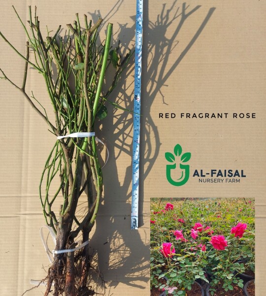 Red Fragrant Rose