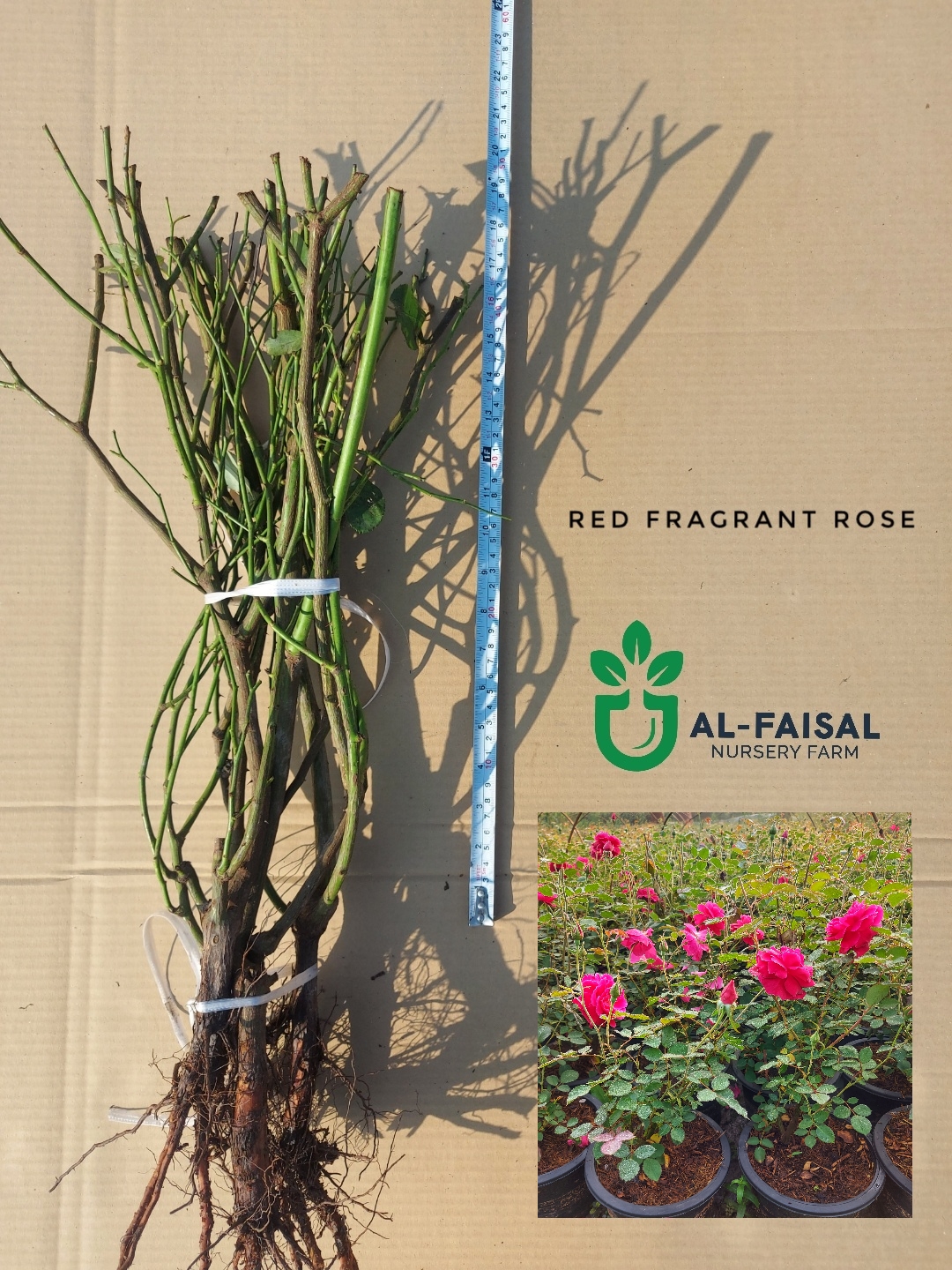 Red Fragrant Rose