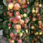 Jujube (seedless)