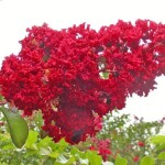 Lagerstroemia (Red Color)