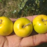 Jujube / Seeder